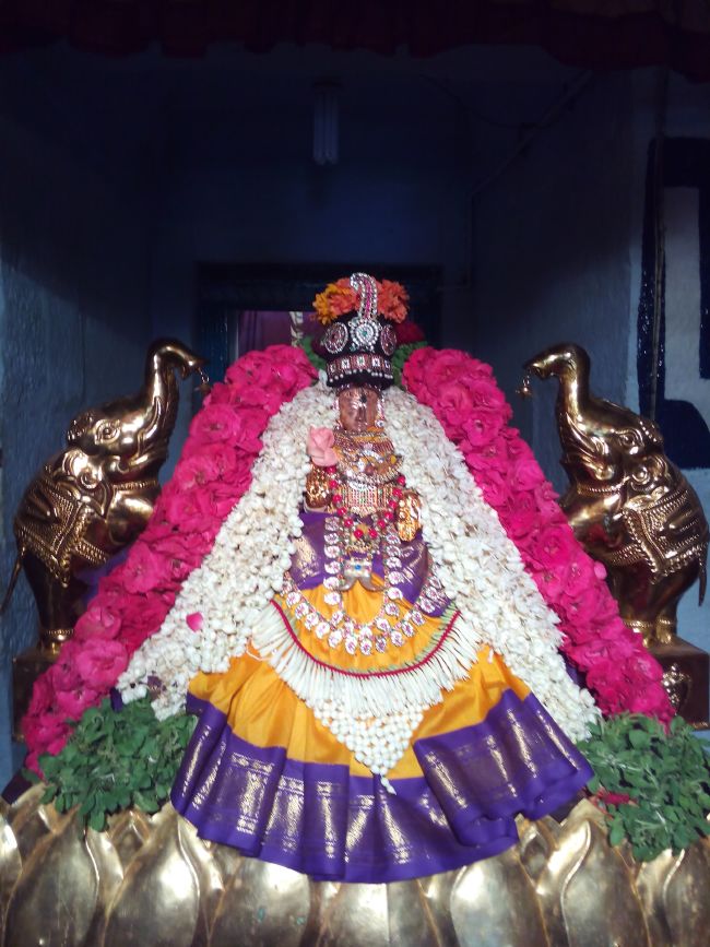 Thiruvelukkai Sri Amruthavalli thayar Varalakshmi viradham -2015 17