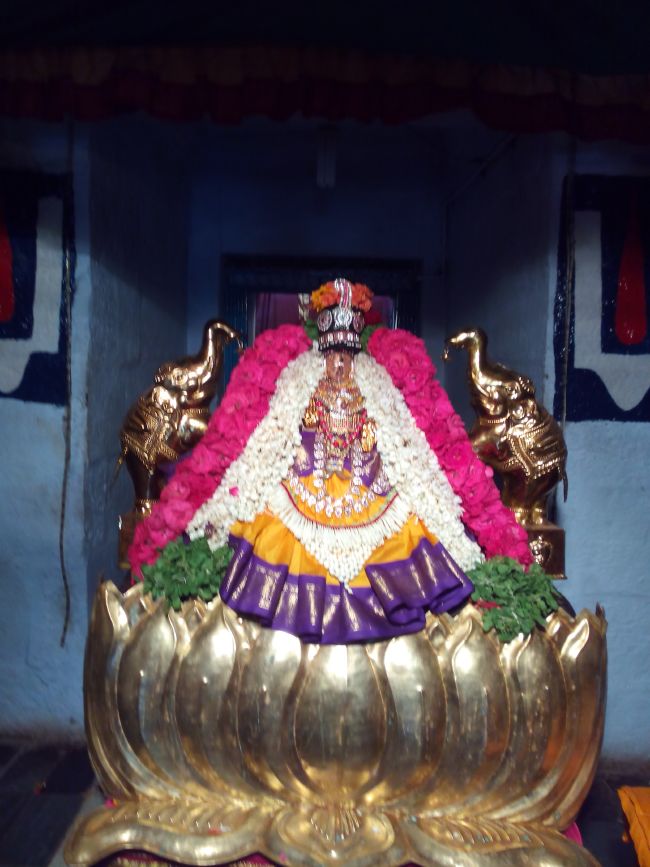 Thiruvelukkai Sri Amruthavalli thayar Varalakshmi viradham -2015 19