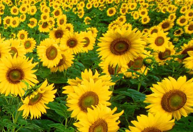 Sun-Flower_00