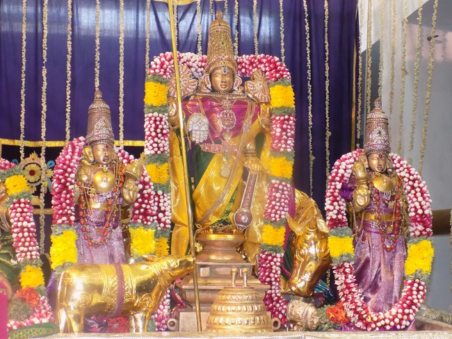 Mylapore SVDD Srinivasa Perumal Temple Manmadha Varusha Annakota Mahotsavam9