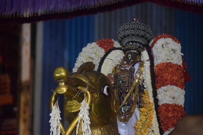 Thiruvallikeni-Sri-Parthasarathy-Swami23