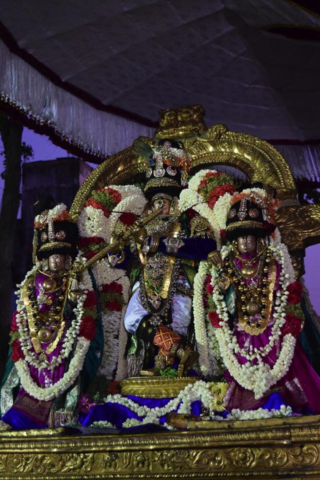 Thiruvallikeni-Sri-ThelliyaSingar_17