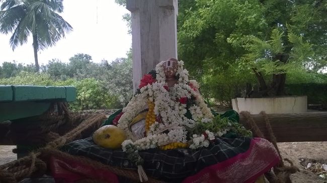 Kattumannarkovil-Swami-Namazhwar-Thirunakshatram5