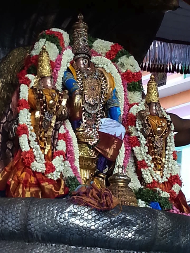 Thiruvallikeni-Sri-Parthasarathy-Swami_29