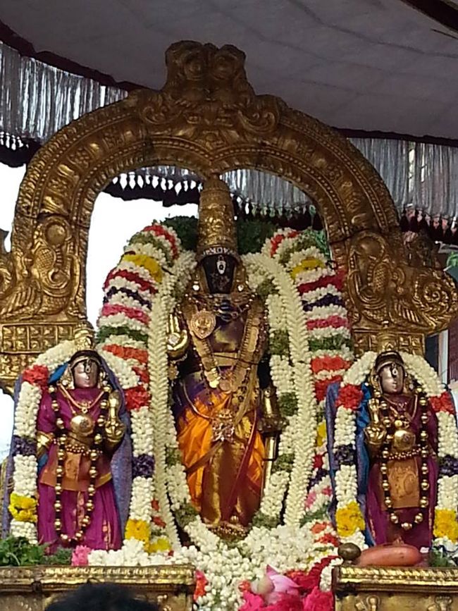 Thiruvallikeni-Sri-Parthasarathy-Swamy16