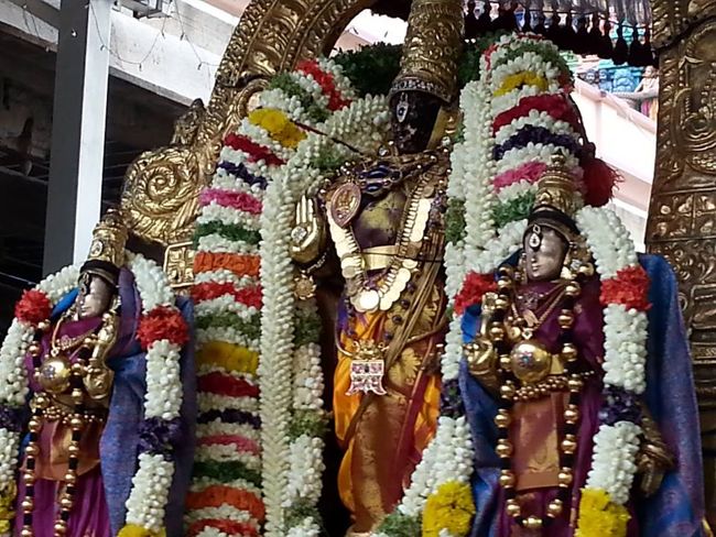 Thiruvallikeni-Sri-Parthasarathy-Swamy18