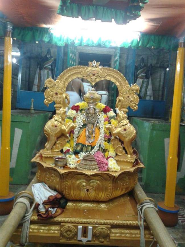 sholingur-sri-amruthavalli-thayar-purattasi-sukravara-purappadu-2016010