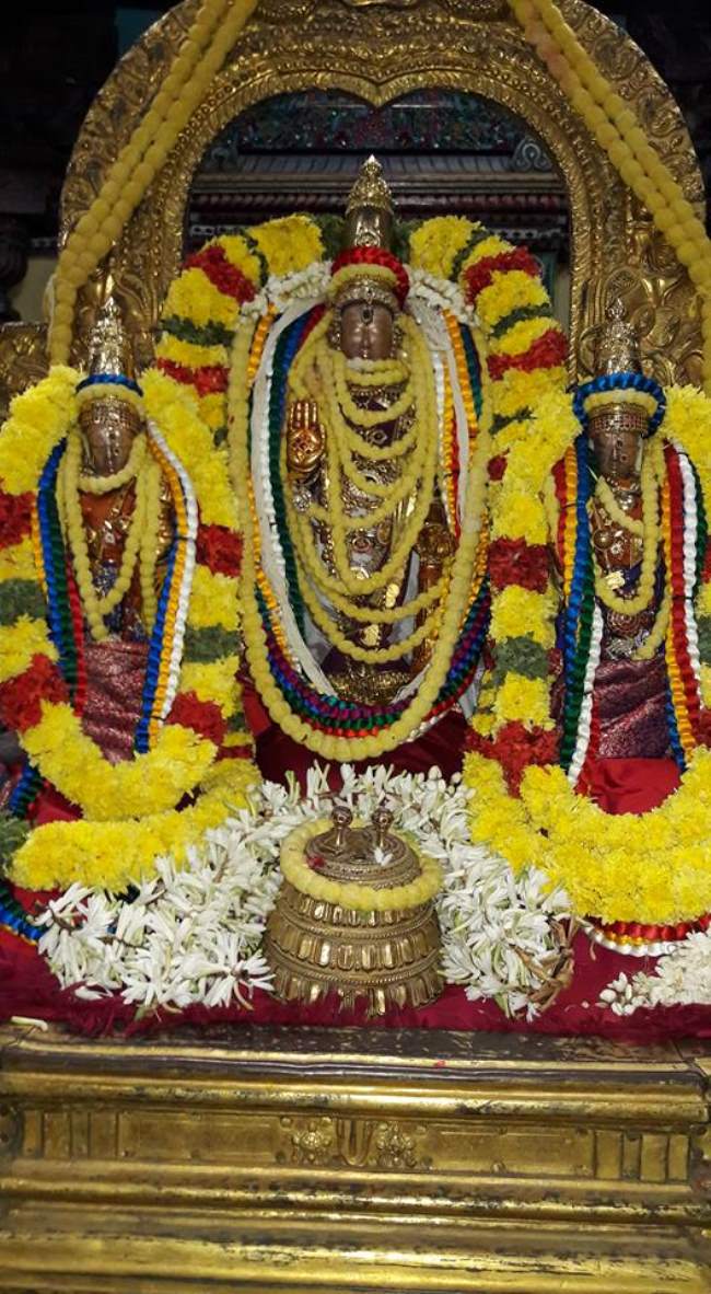 thiruvallur-sri-veeraraghava-perumal-kovil-pavithrotsavam-day-3-2016014